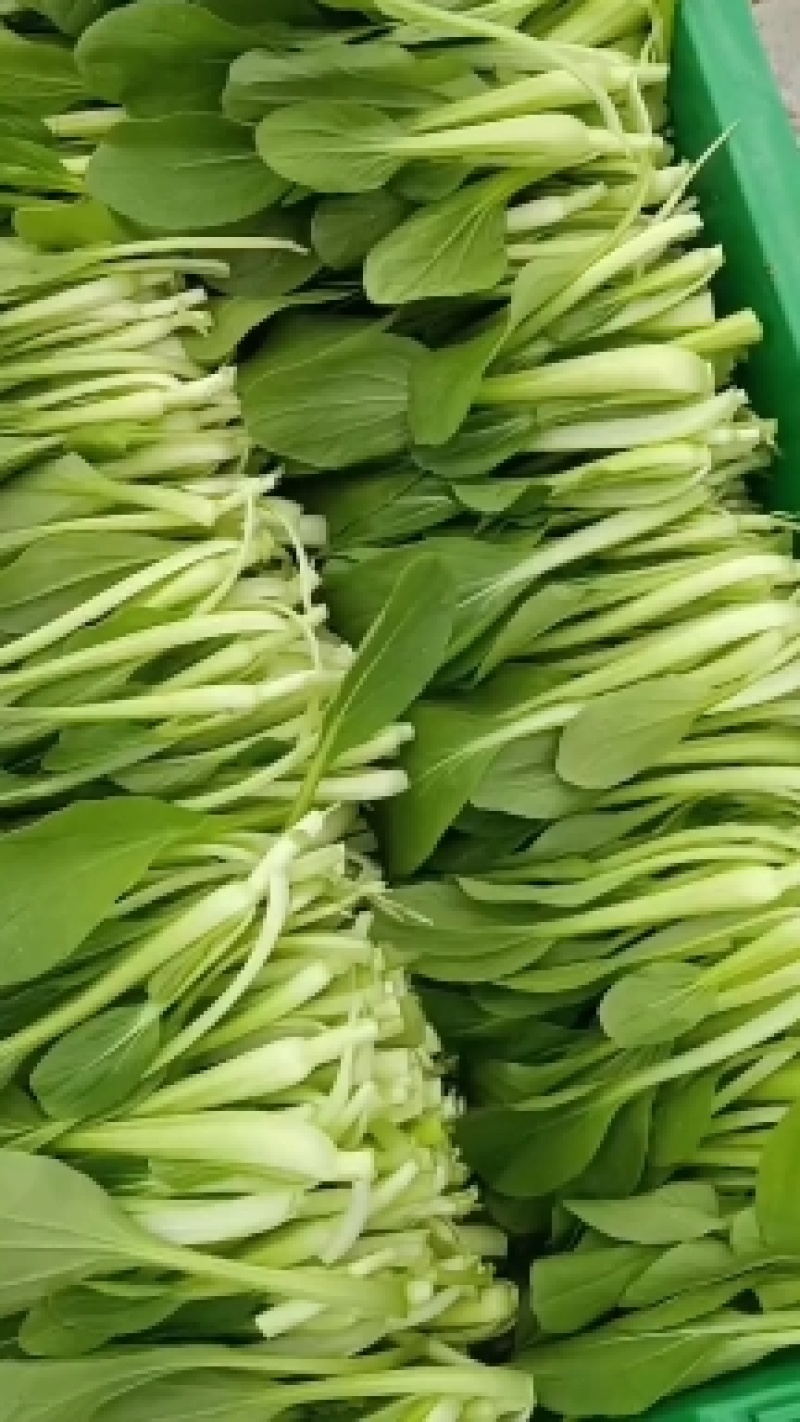 鸡毛菜
