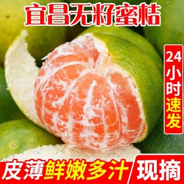 【柑桔】湖北叶桔产地直发现摘现发欢迎来电咨询