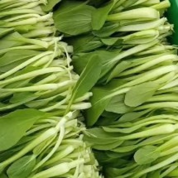 鸡毛菜