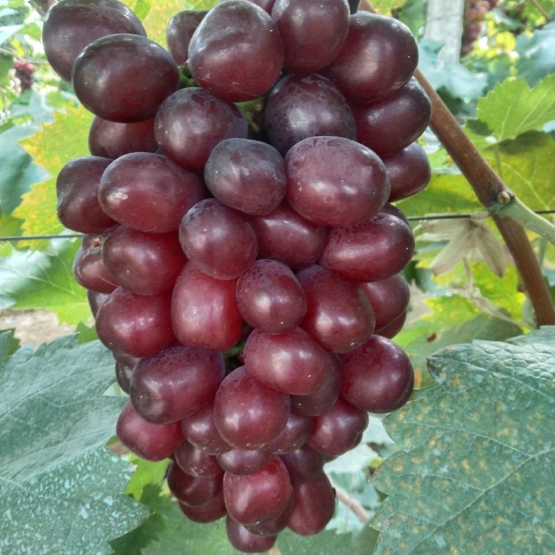 浪漫红颜