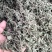 墨旱莲大货，无根无杂草，需要的联系