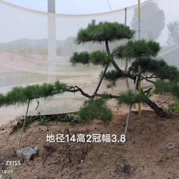 造型黑松造型油松景观松山东造型松现货现挖