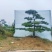 造型黑松造型油松景观松山东造型松现货现挖