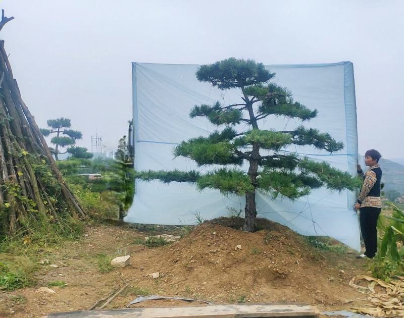 造型黑松造型油松景观松山东造型松现货现挖