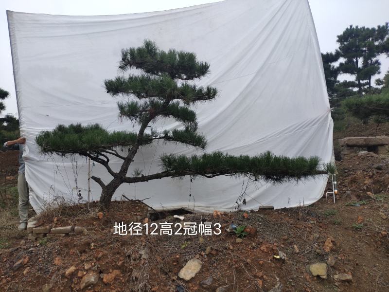 造型黑松造型油松景观松山东造型松现货现挖