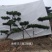造型黑松造型油松景观松山东造型松现货现挖