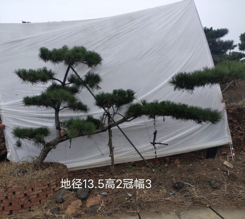 造型黑松造型油松景观松山东造型松现货现挖