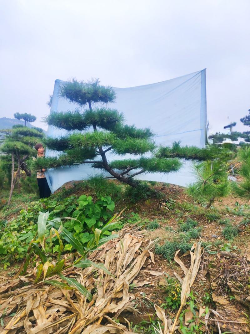 造型黑松造型油松景观松山东造型松现货现挖