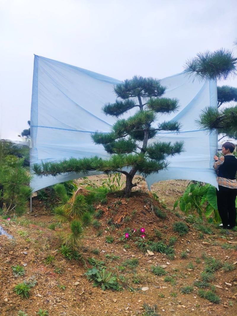 造型黑松造型油松景观松山东造型松现货现挖