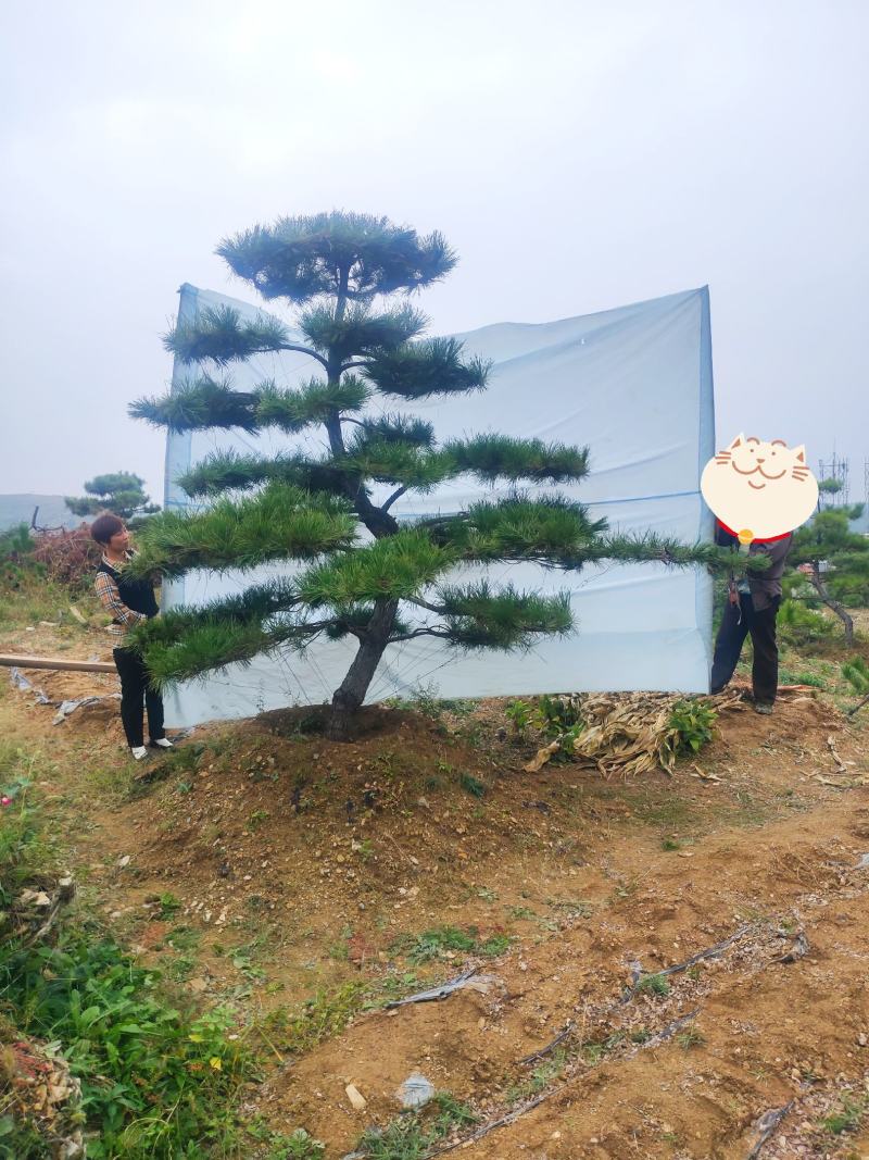 造型黑松造型油松景观松山东造型松现货现挖