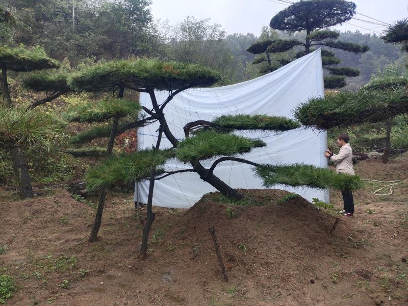 造型黑松造型油松景观松山东造型松现货现挖