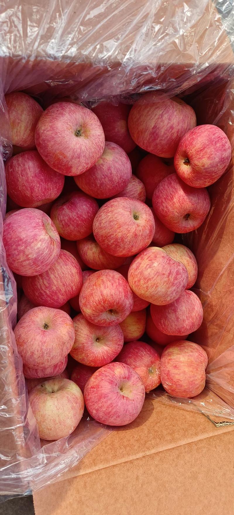 山东红富士苹果口感脆甜颜色鲜亮全国发货诚信经营