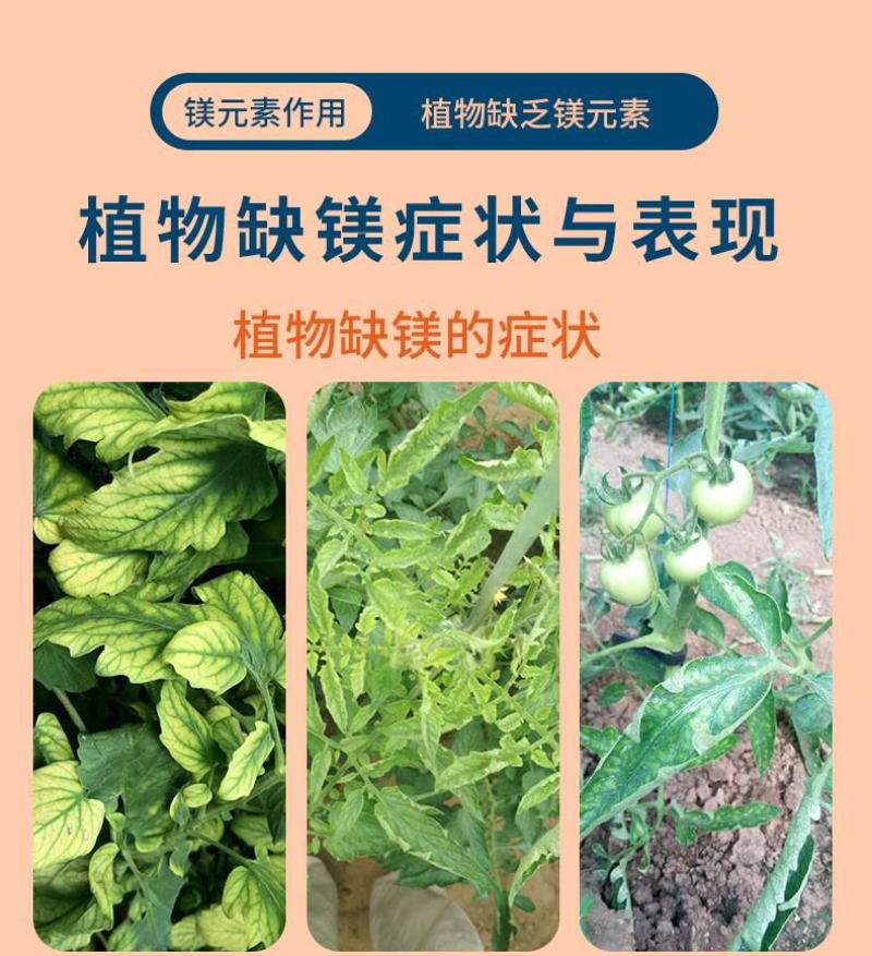 糖醇钙镁补钙补镁防裂果预防黄叶果树蔬菜螯合叶面肥增甜