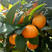 金秋砂糖橘大量上市产地一手货源可视频看货欢迎来电