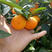 金秋砂糖橘大量上市产地一手货源可视频看货欢迎来电