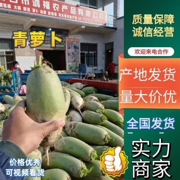 青萝卜产地直供，适合发市场电商入库水洗加工实力代办