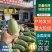 青萝卜产地直供，适合发市场电商入库水洗加工实力代办