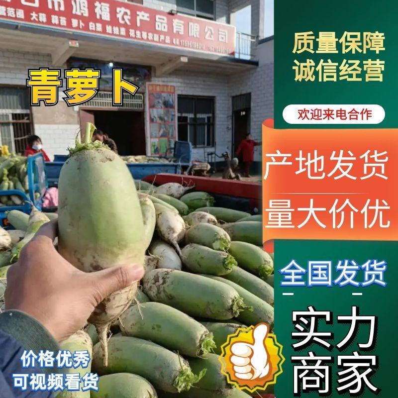 青萝卜产地直供，适合发市场电商入库水洗加工实力代办