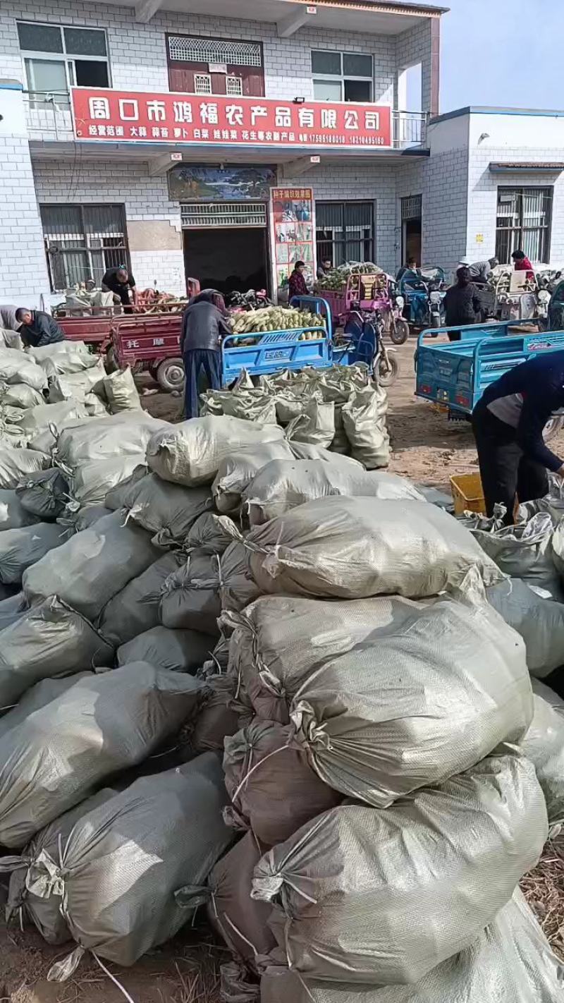 青萝卜产地直供，适合发市场电商入库水洗加工实力代办