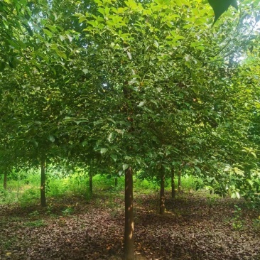 樟树