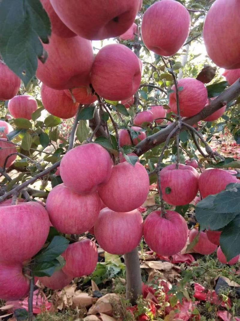 精品苹果寒富苹果货源充足全国发货量大从优全国发货欢迎咨询