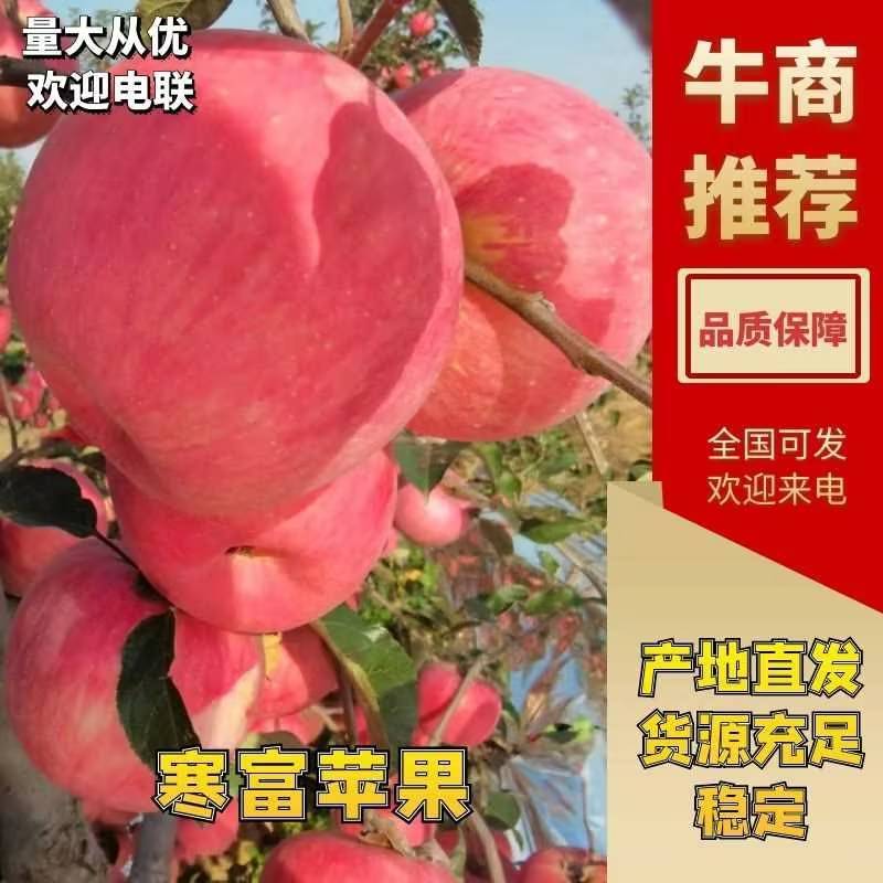 精品苹果寒富苹果货源充足全国发货量大从优全国发货欢迎咨询