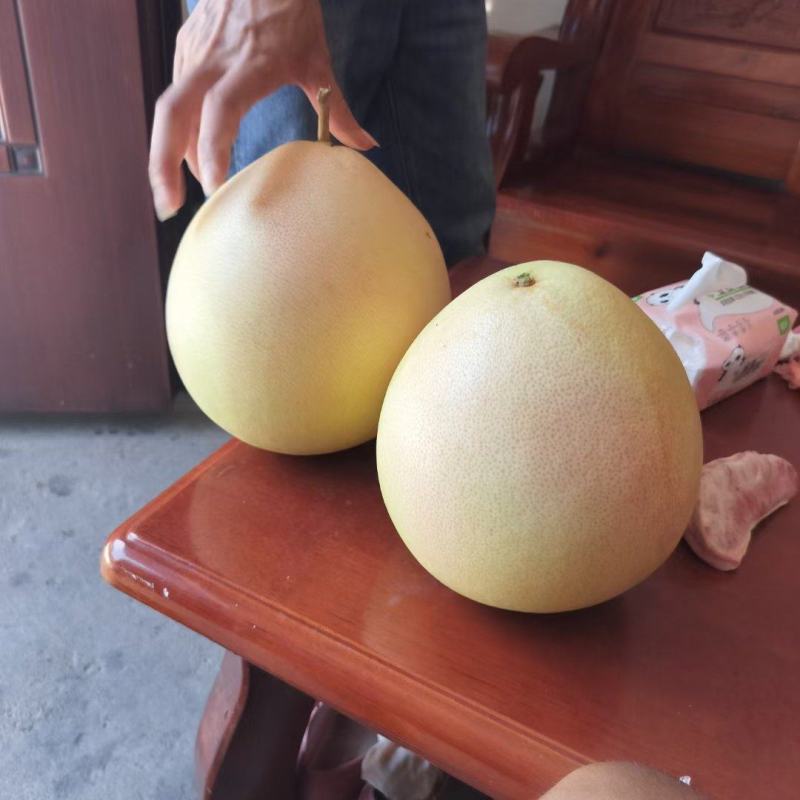 三红柚，红心柚，蜜柚白心柚，沙田柚，广西柚子，