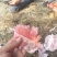 三红柚，红心柚，蜜柚白心柚，沙田柚，广西柚子，