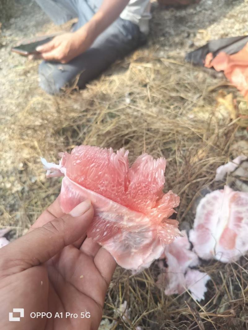 三红柚，红心柚，蜜柚白心柚，沙田柚，广西柚子，
