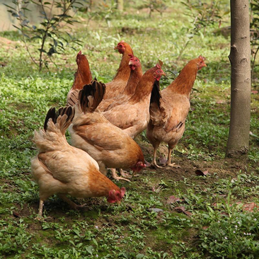 【土鸡】精品散养活鸡土鸡福建大型养殖场大量供应