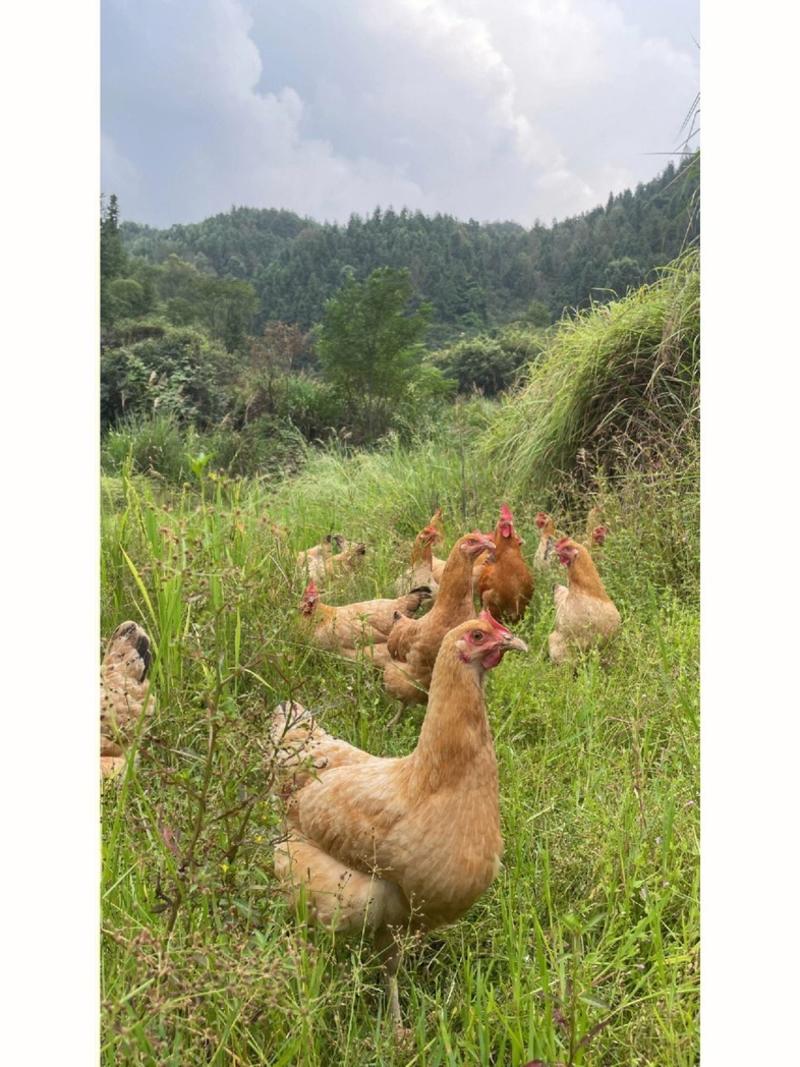 【土鸡】精品散养活鸡土鸡福建大型养殖场大量供应