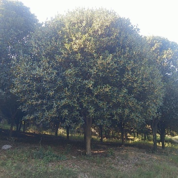 桂花树
