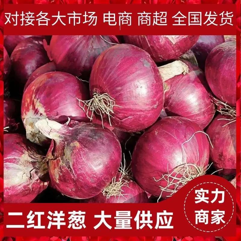 二红洋葱山东滨州惠民优质洋葱产地直供大量有货需要老板联系