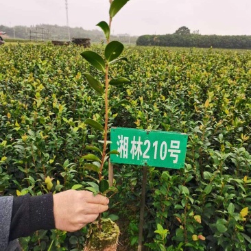 油茶苗出油高挂果多