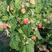 波尔卡红树莓苗