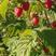 波尔卡红树莓苗