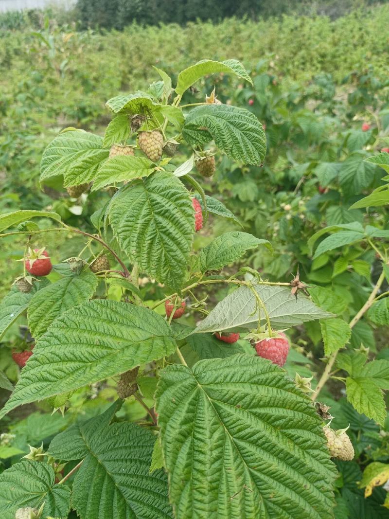 波尔卡红树莓苗