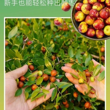晋酸3号药用酸枣苗，高产药用酸枣苗，今年栽明年结果