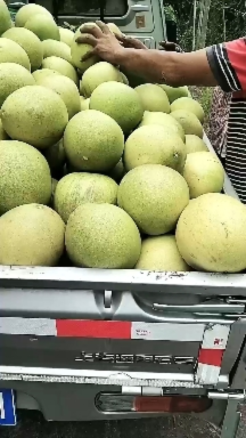 乐山白心柚大量上市，质量保证，可视频看货