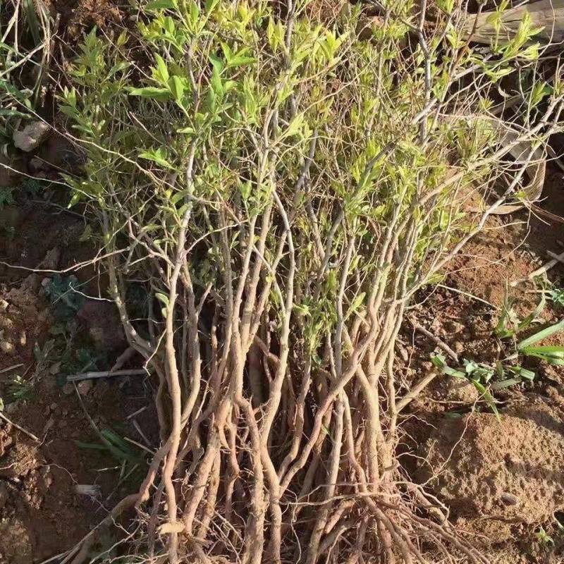 晋酸3号药用酸枣苗，高产药用酸枣苗，今年栽明年结果