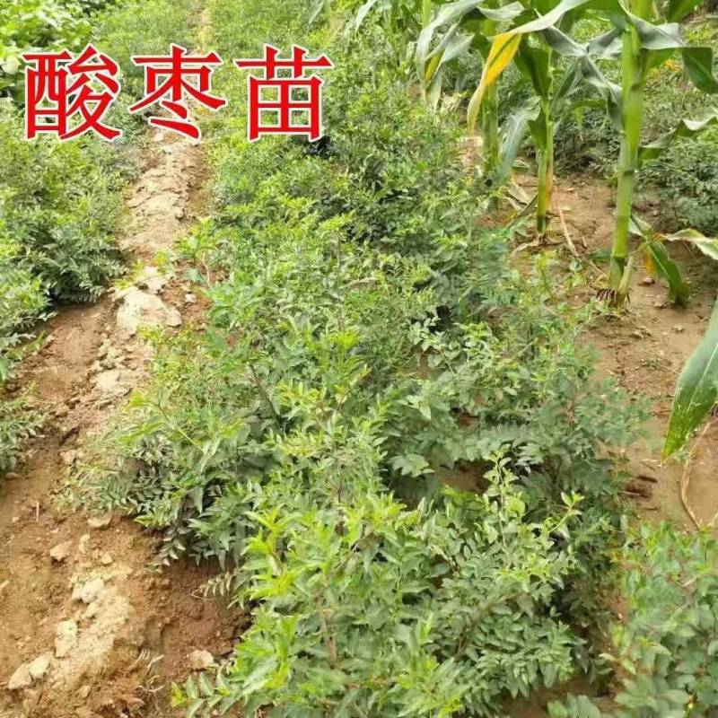 晋酸3号药用酸枣苗，高产药用酸枣苗，今年栽明年结果
