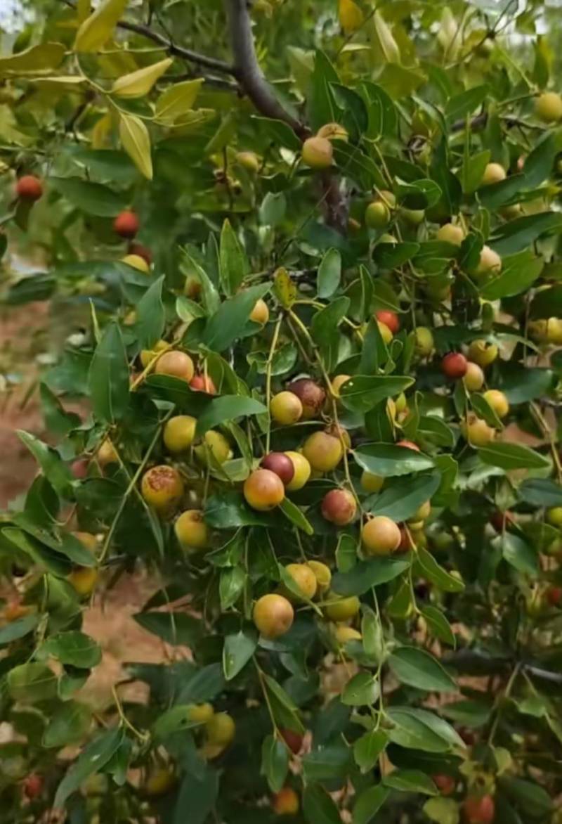 晋酸3号药用酸枣苗，高产药用酸枣苗，今年栽明年结果