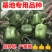 圆椒苗方椒苗产量高！品种好！基地专用绿圆椒苗