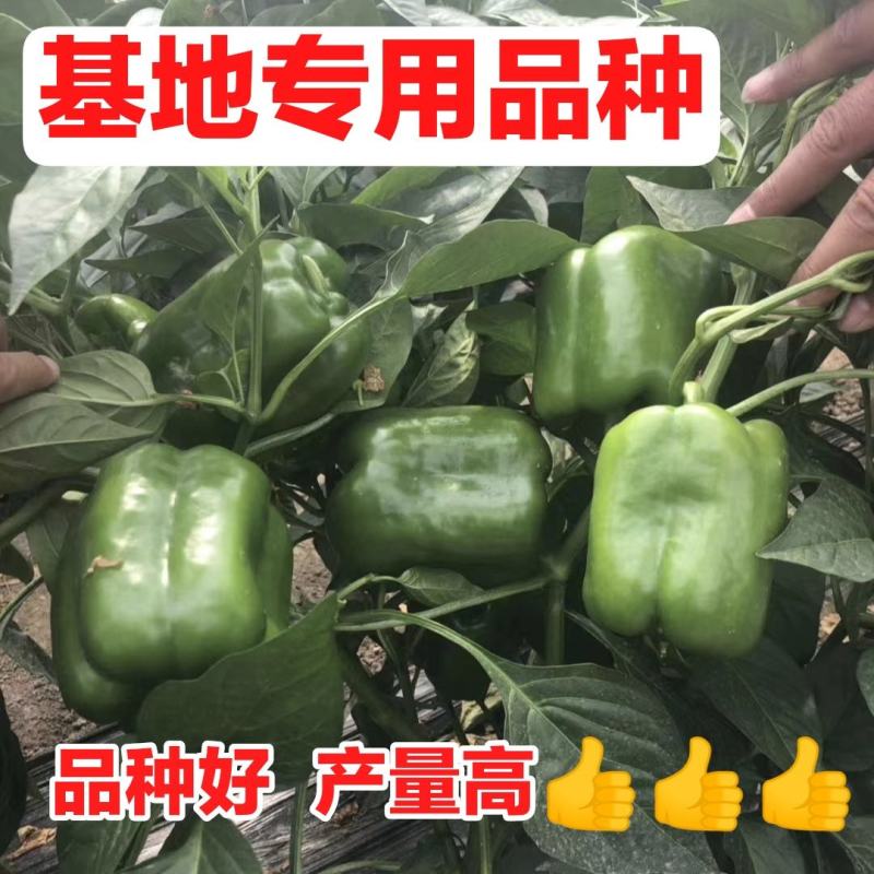 圆椒苗方椒苗产量高！品种好！基地专用绿圆椒苗