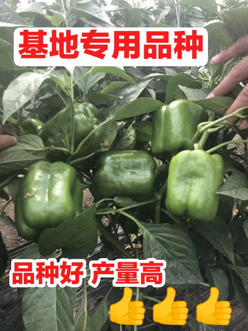 圆椒苗方椒苗产量高！品种好！基地专用绿圆椒苗