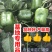 圆椒苗方椒苗产量高！品种好！基地专用绿圆椒苗