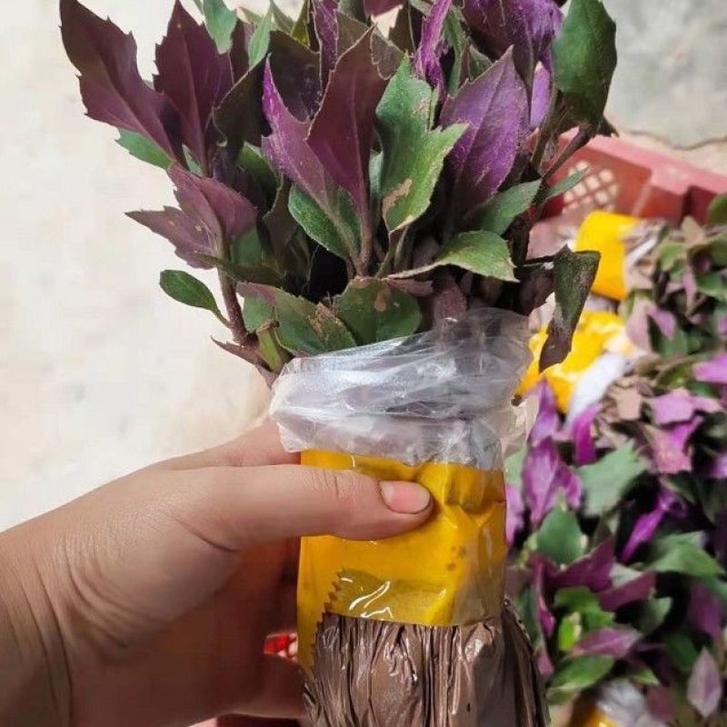 紫背菜苗【四川人叫它血皮菜，又称懒人菜】