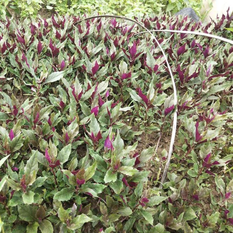 紫背菜苗【四川人叫它血皮菜，又称懒人菜】
