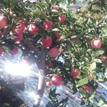 辽宁寒富苹果即将上市