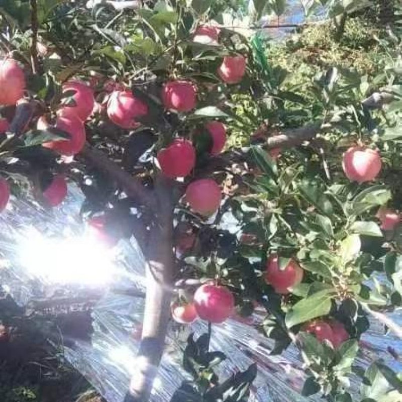 辽宁寒富苹果即将上市